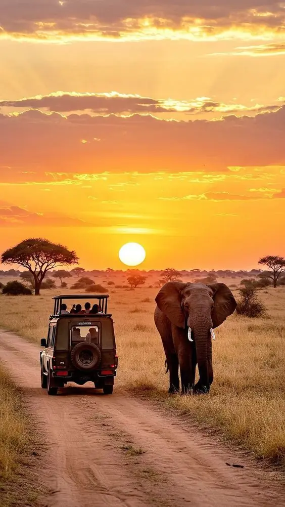 Safaris