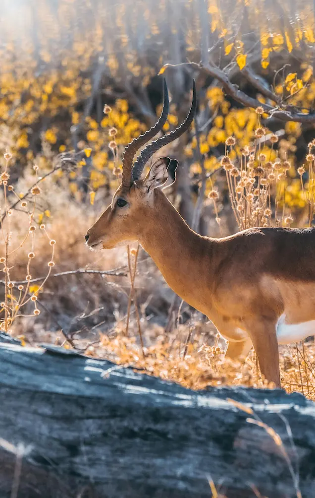 Botswana 1